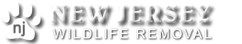 New Jersey Wildlife Removal
